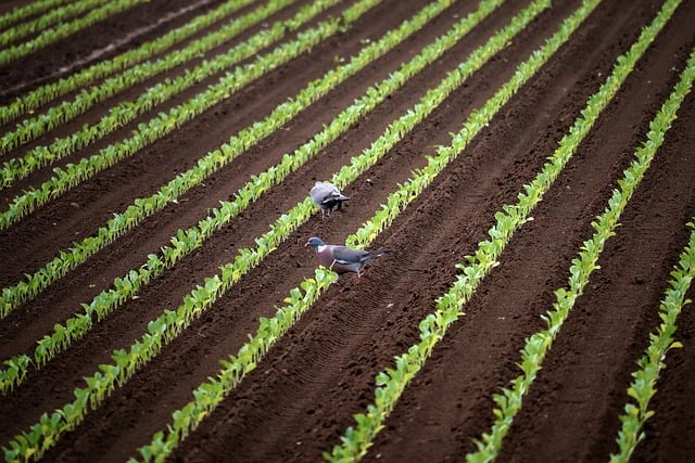 Produktion Landwirtschaft 49779 Niederlangen
