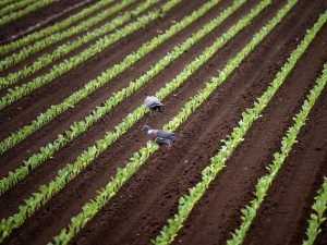Produktion Landwirtschaft 49779 Niederlangen